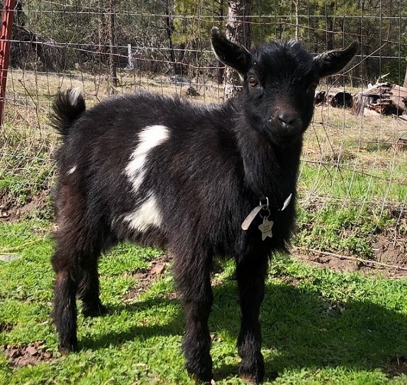 Nigerian Dwarf Baby Goats for sale in California CA / Miniature Dairy
