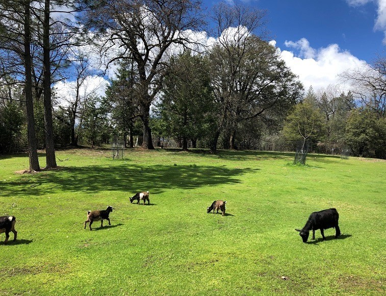 Nigerian Dwarf Baby Goats for sale in California. Miniature Dairy Goats, CA